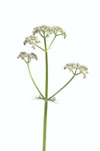 White Blooming Allheal Valerian